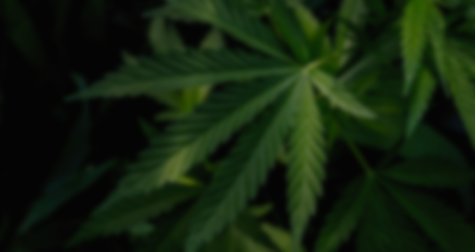 w-hemp-slider-3.jpg Home Medical-marijuana